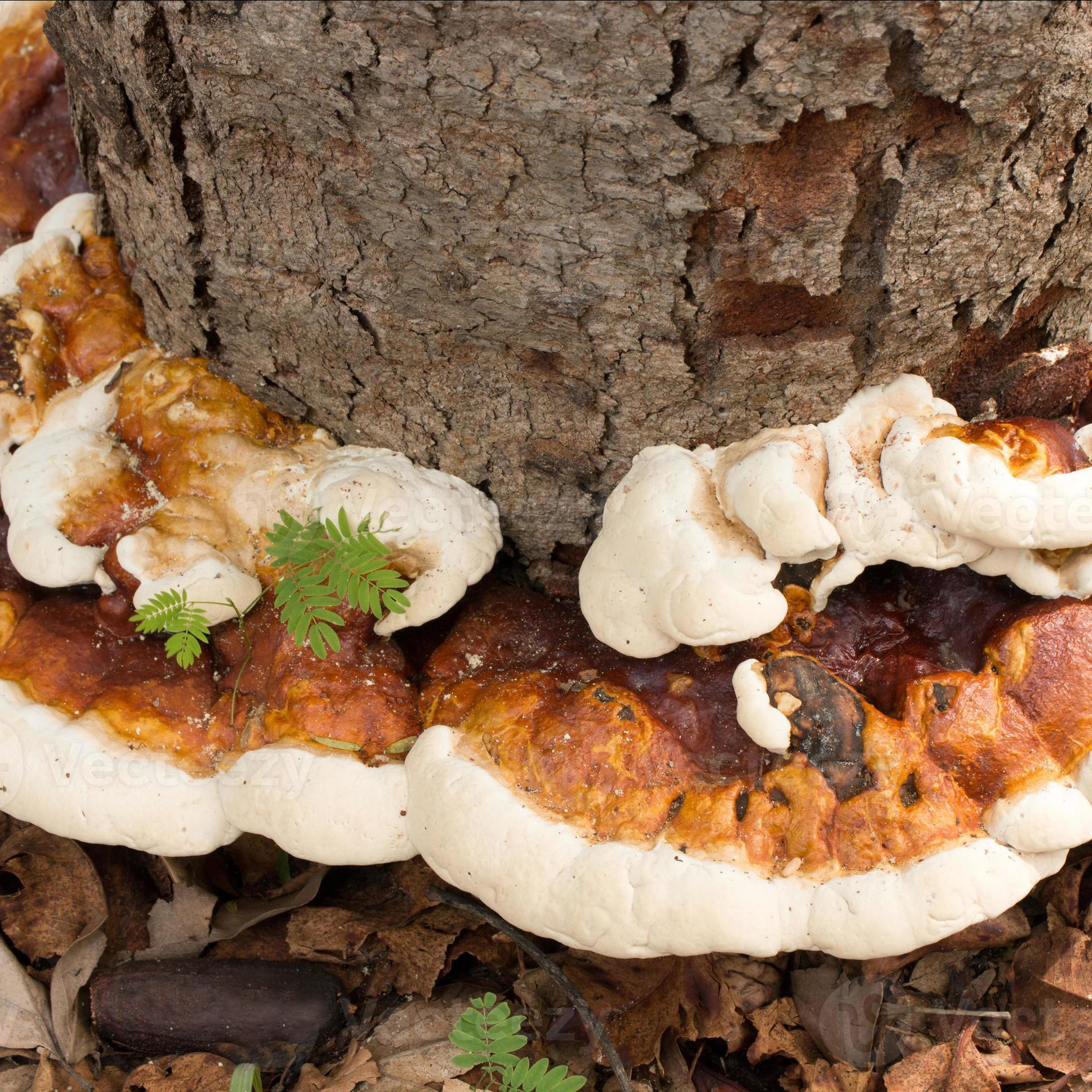 funghi agenti di carie