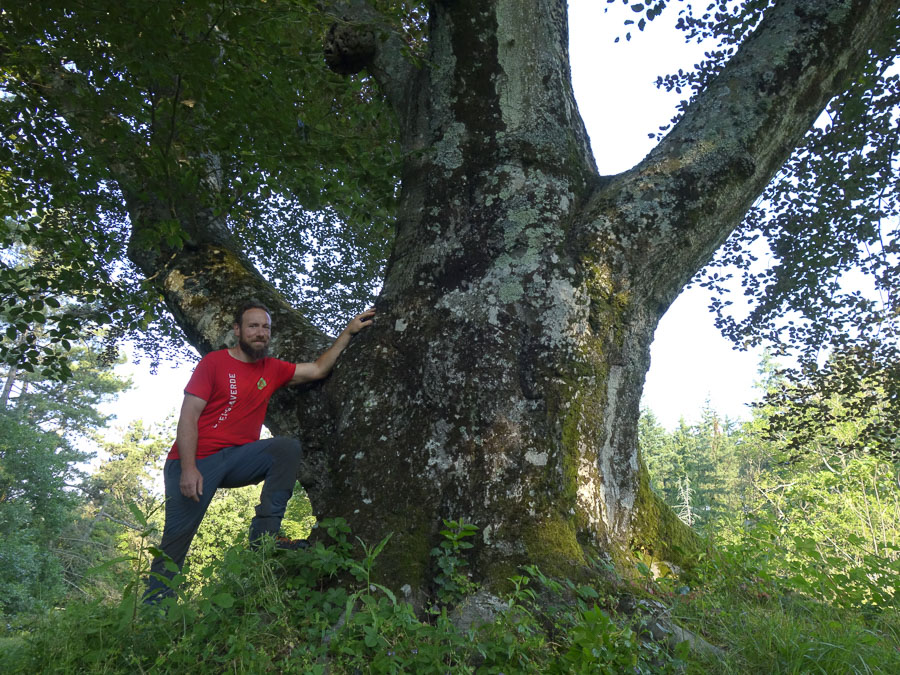 albero monumentale