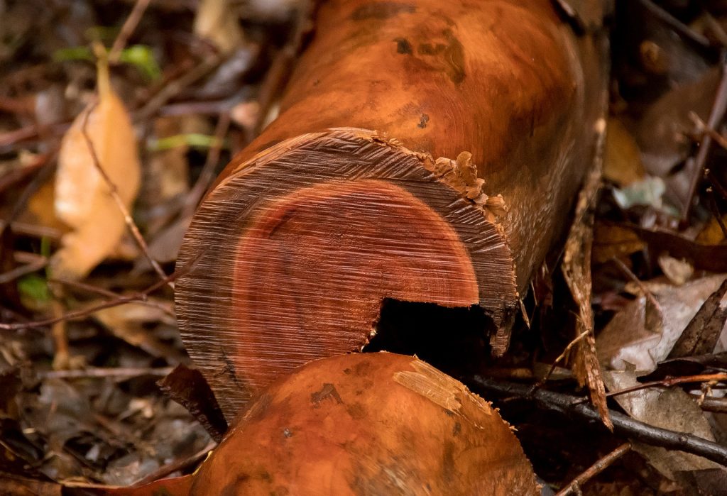 Anelli di crescita del legno tropicale