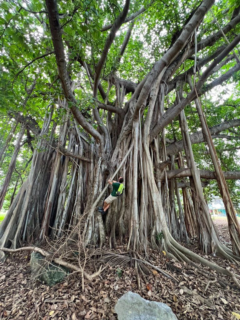 Ficus Benghalensis