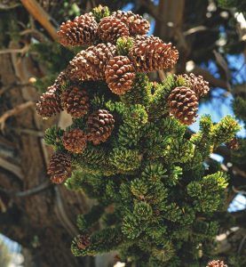 pinus longaeva