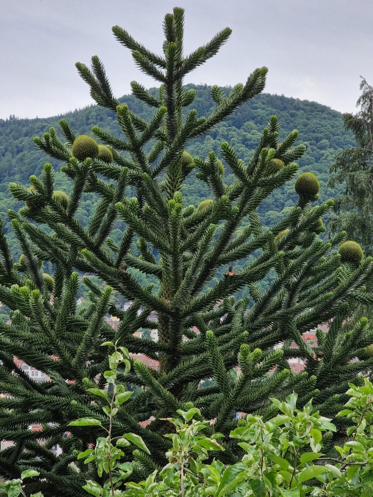 Auraucaria, pino del cile, pino del paranà