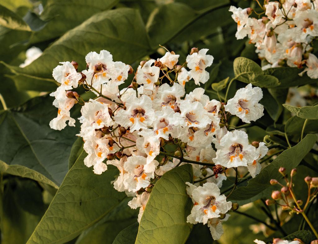 catalpa