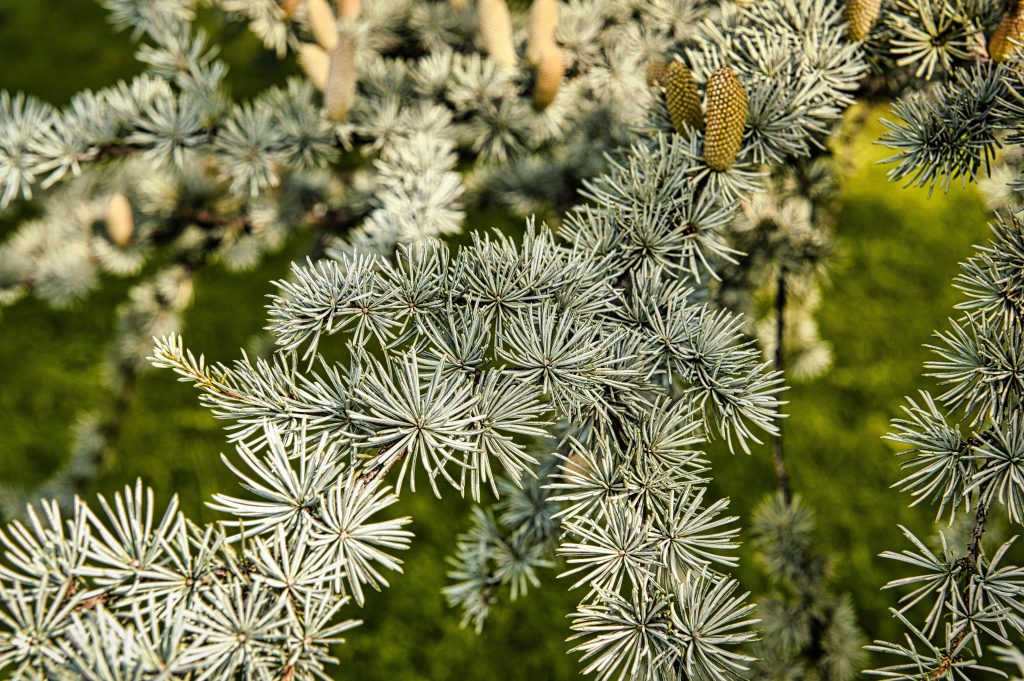 cedro dell'atlante