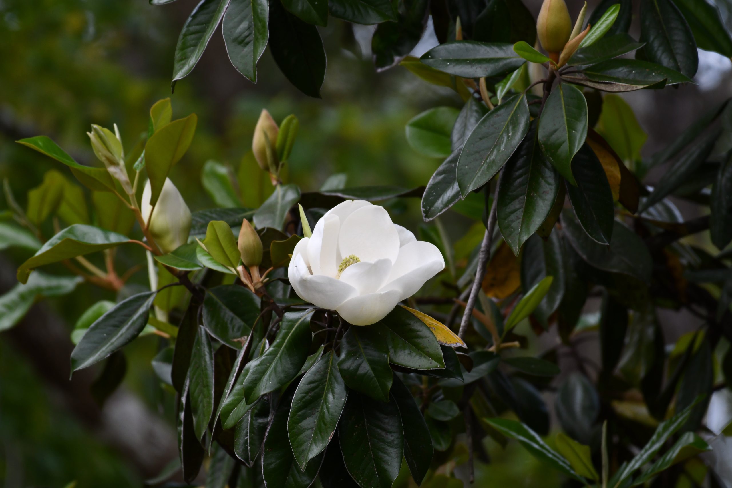 dettaglio di una magnolia in fioritura, pianta d'importazone in italia