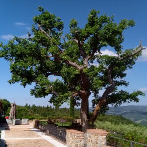 Trattamenti alberi ad alto fusto