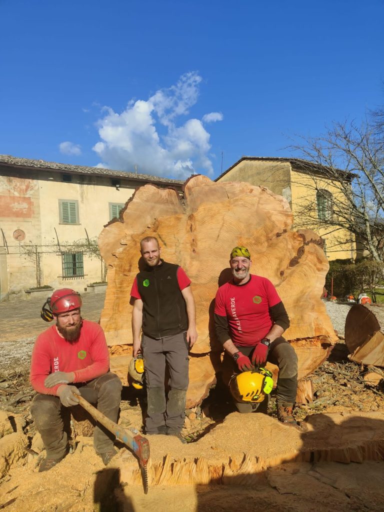 riutilizzo del legno di un cedro del libano centenario