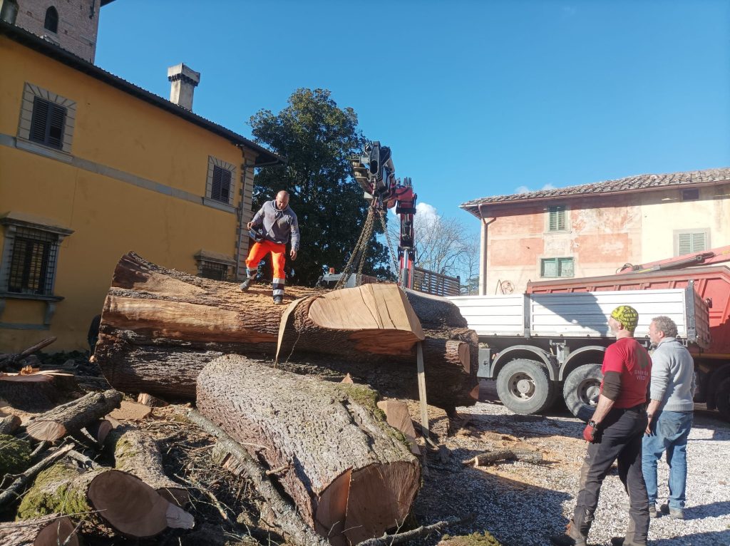 cedro del libano abbattuto 