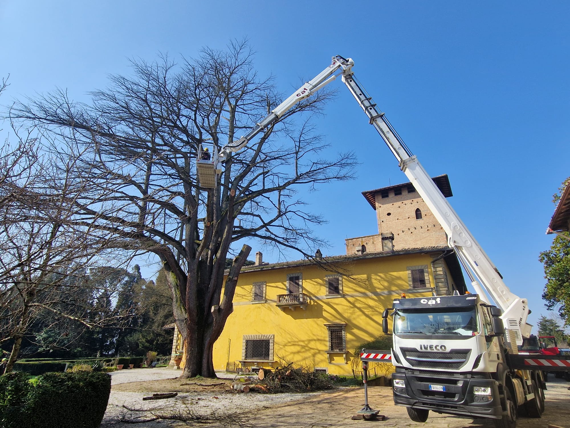 abbattimento di un cedro del libano