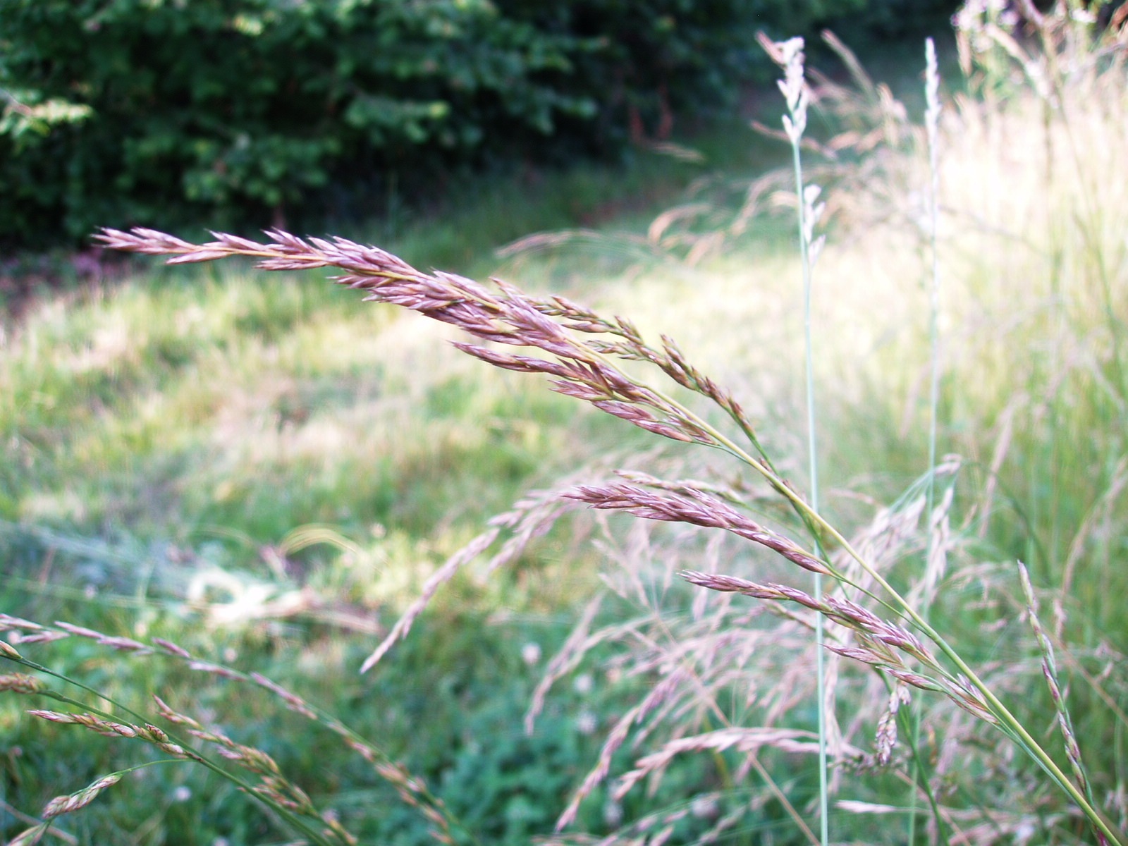 immagine di festucA ARUNDINACEA