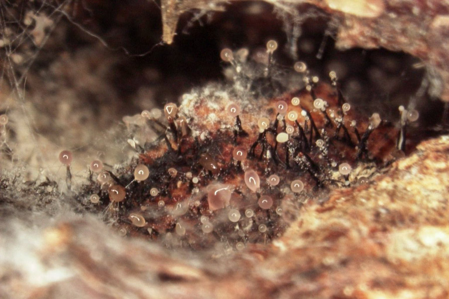 ophiostoma: parassiti simbionti