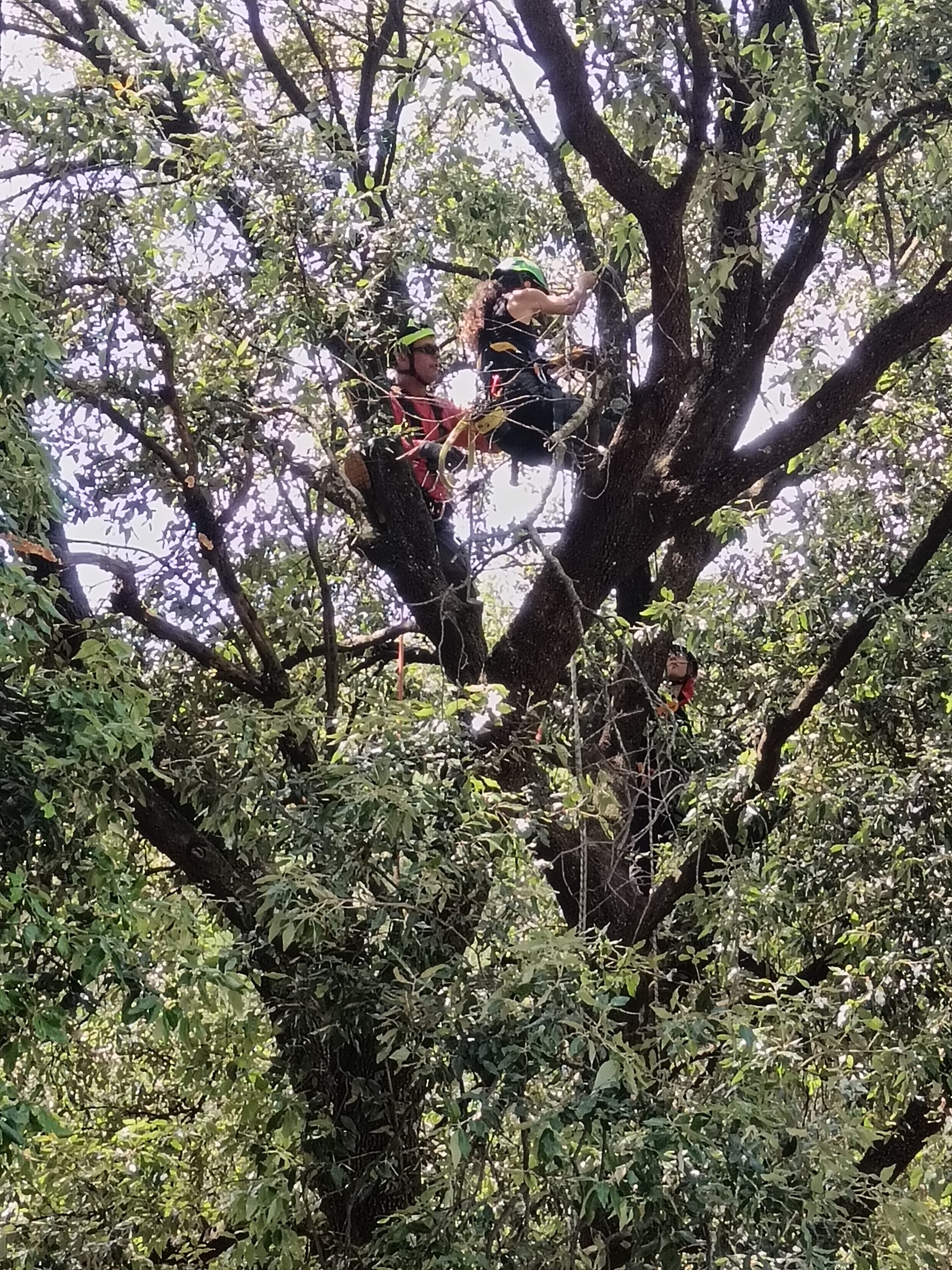 Modulo B prove pratiche su albero