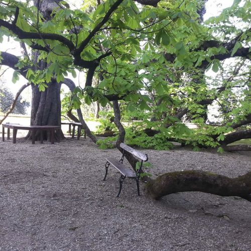 futuro degli alberi monumentali: l'albero delle streghe a montecarlo